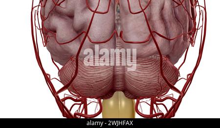 It helps blood flow from both the anterior and posterior parts of the brain. It is a component of the cerebral circulation and consists of five arteri Stock Photo