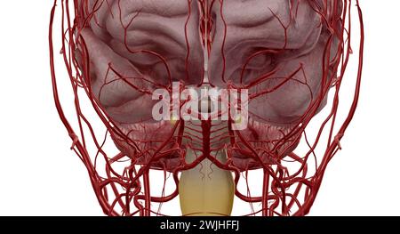 It helps blood flow from both the anterior and posterior parts of the brain. It is a component of the cerebral circulation and consists of five arteri Stock Photo