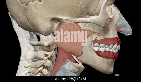 Eustachian tubes connect the middle ears to the back of your throat. They help drain fluid and equalize the air pressure inside your ears. 3D renderin Stock Photo