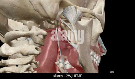 Eustachian tubes connect the middle ears to the back of your throat. They help drain fluid and equalize the air pressure inside your ears. 3D renderin Stock Photo