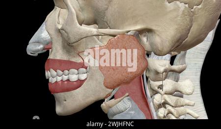 Eustachian tubes connect the middle ears to the back of your throat. They help drain fluid and equalize the air pressure inside your ears. 3D renderin Stock Photo