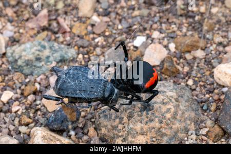 Female Redback Spider eating beetles, Oman Stock Photo