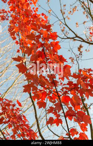 Red maple (Acer rubrum 'October Glory') Stock Photo