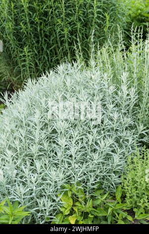 Silver rue (Artemisia ludoviciana 'Silver Queen') Stock Photo