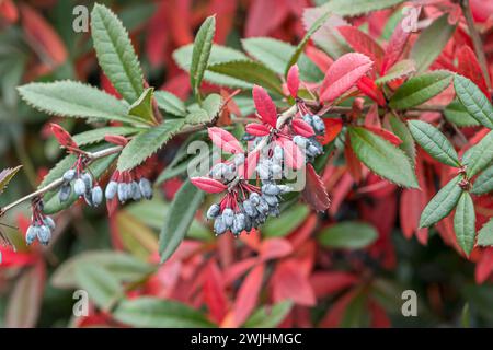 Chinese barberry (Berberis julianae) Stock Photo