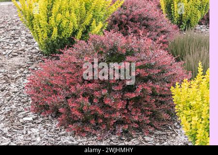 Red dwarf barberry (Berberis thunbergii 'Atropurpurea Nana') Stock Photo