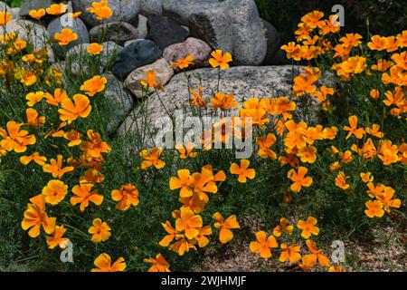 California poppies, a hardy, drought resistant flower with yellow-orange petals, growing in a landscaped rock garden. Stock Photo