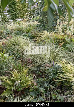 Japanese sedge (Carex oshimensis 'Evergold') Stock Photo