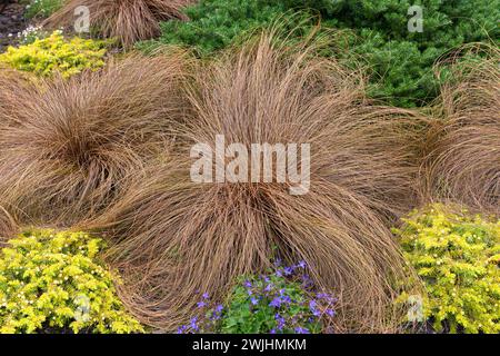 New Zealand sedge (Carex comans 'Bronze Form') Stock Photo
