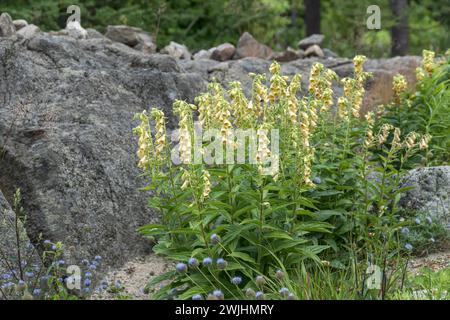 Big-flowered foxglove (Digitalis grandiflora) Stock Photo