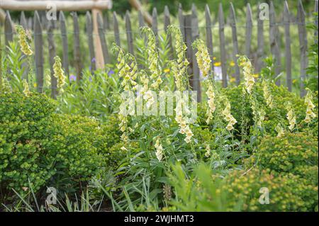 Big-flowered foxglove (Digitalis grandiflora) Stock Photo