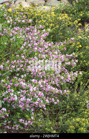 Rose broom (Chamaecytisus purpureus) Stock Photo