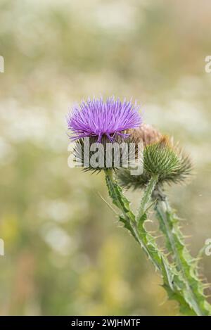 Spear thistle (Cirsium vulgare) Stock Photo