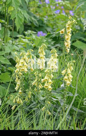 Big-flowered foxglove (Digitalis grandiflora) Stock Photo