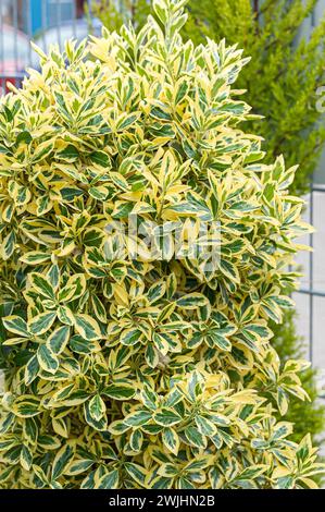 Japanese spindle bush (Euonymus japonicus 'Bravo'), (Hamamelis) Stock Photo