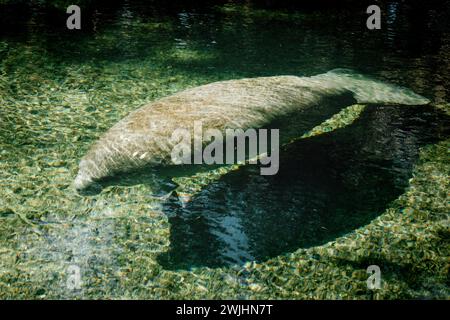 Manatee floating through the water at Blue Springs State Park, Florida Stock Photo