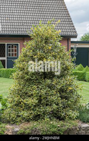 Holly (Ilex aquifolium 'Golden van Tol') Stock Photo