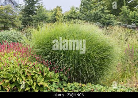 Chinese reed (Miscanthus sinensis 'Gracillimus') Stock Photo