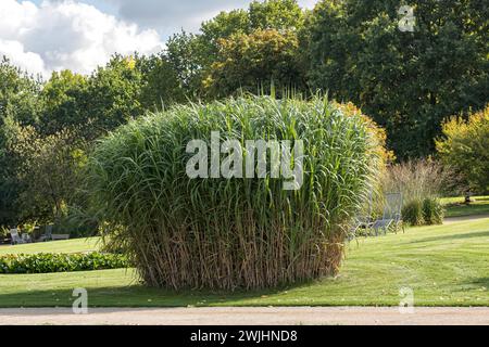 Giant Chinese reed (Miscanthus x giganteus) Stock Photo