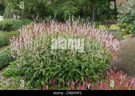 Candle knotweed (Persicaria amplexicaulis 'Alba') Stock Photo