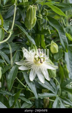 Passion flower (Passiflora caerulea 'Constance Elliott') Stock Photo