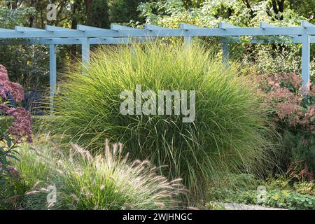Chinese reed (Miscanthus sinensis 'Gracillimus') Stock Photo