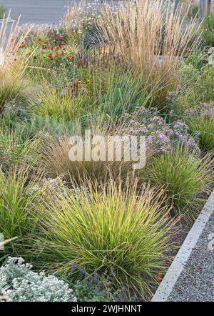 Autumn crested wheatgrass (Sesleria autumnalis), (Calamagrostis x acutiflora 'Waldenbuch') Stock Photo