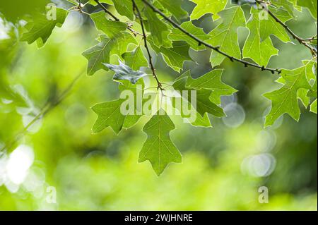 Bear oak (Quercus ilicifolia) Stock Photo