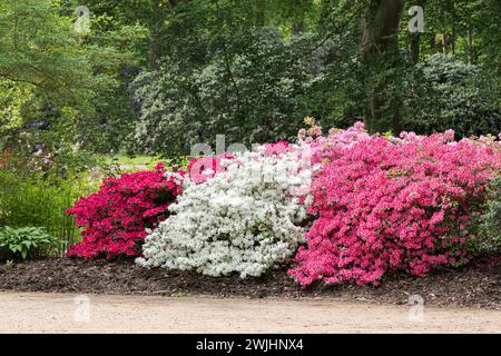 Japanese azalea (Rhododendron 'Schneeglanz'), Rhododendron obtusum Group Stock Photo