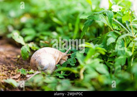 Roman snail (Helix pomatia) crawling on the forest ground among green leaves Stock Photo