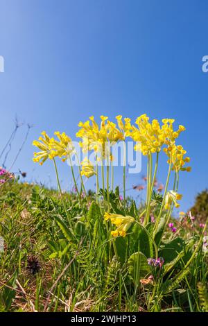 Beautiful blooming cowslip (Primula veris) on a meadow at a sunny spring day Stock Photo