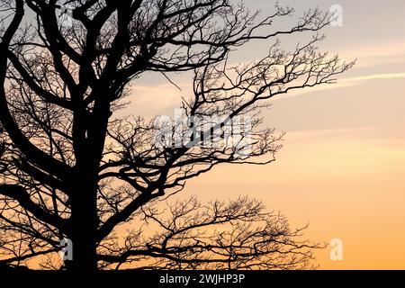 Tree branches on a leafless tree in silhouette at sunset Stock Photo