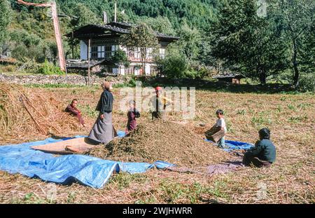 Bhutan rural lifestyle: a family group rests while harvesting and winnowing harvested crops in a field in late summer to early autumn in the Bumthang Valley in central Bhutan on a sunny day in autumn. The people, both adults and children, are wearing traditional national local dress.  Taken in 2001. Stock Photo