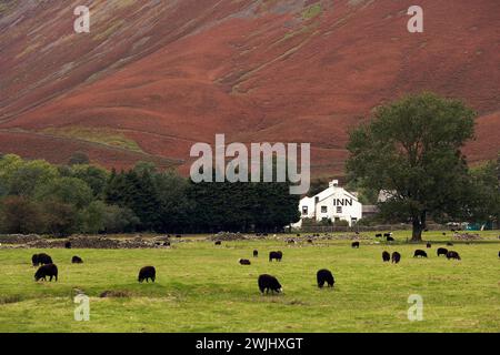 Lake District/ Wasdale Head Inn, with flock of sheep grazing in the Wasdale valley. Stock Photo