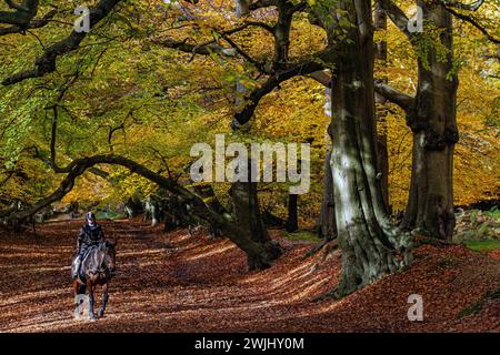 GREAT BRITAIN , A woman riding a horse in woodland at the Ashridge Estate  , Hertfordshire  , England Stock Photo