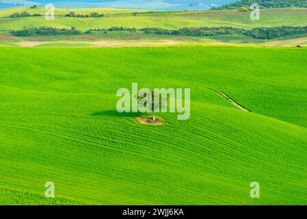 Single Tree in Tuscany - Italy Stock Photo