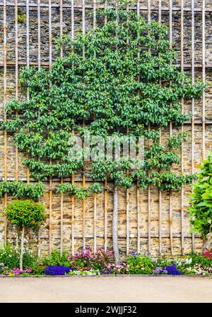 Espaliered fruit tree on a wooden scaffolding on a facade Stock Photo