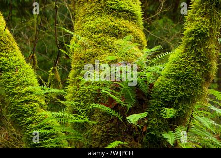 Club moss with licorice fern (Polypodium glycyrrhiza), Pittock Bird Sanctuary, Portland Audubon, Portland, Oregon Stock Photo