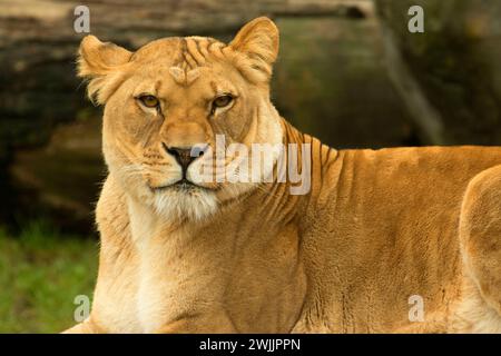 Lion, Oregon Zoo, Washington Park, Portland, Oregon Stock Photo - Alamy