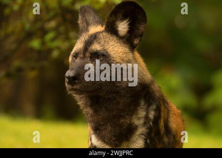 African Wild Dog (Lycaon pictus), Oregon Zoo, Washington Park, Portland, Oregon Stock Photo