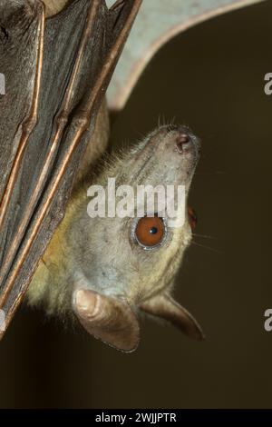 Fruit bat, Oregon Zoo, Washington Park, Portland, Oregon Stock Photo