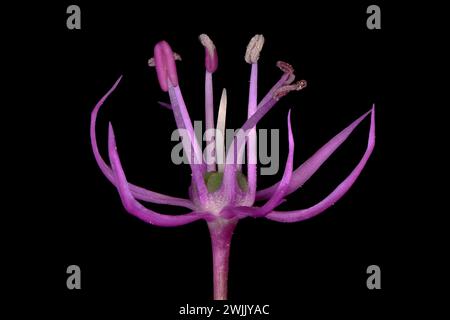 False Rosenbach Onion (Allium rosenorum). Flower Closeup Stock Photo