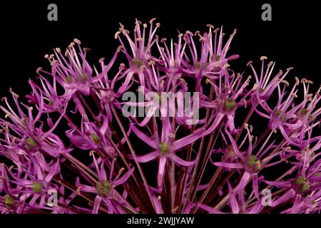 False Rosenbach Onion (Allium rosenorum). Inflorescence Detail Closeup Stock Photo