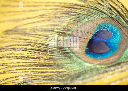 Vibrant Elegance: A Close-Up Dance of Peacock Feathers, Dive into the heart of a peacock feather with this macro shot. The vibrant neon light blue Stock Photo