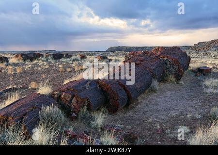 ancient petrified log on a stormy winter day  along the giant logs trail in  petrified forest national park, arizona Stock Photo