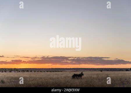 landscape with scenic red sunset on Kalahari desert,  shot in bright late spring light at Bitterwasser, Kalahari, Namibia, Africa Stock Photo