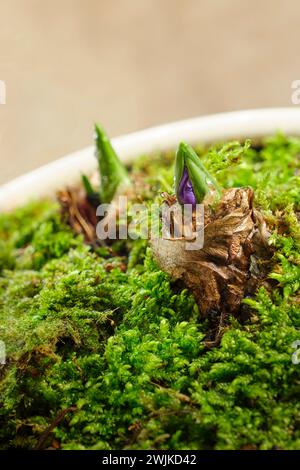 Beautiful Hyacinth On Windowsill Indoors. Spring Time Stock Photo - Alamy