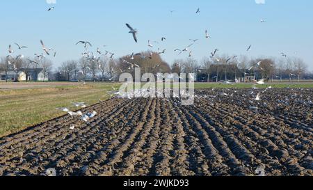 A freshly plowed field in winter with a flock of seagulls flying up looking for earthworms. Stock Photo