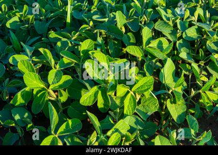 Agricultural soy plantation on sunny day - Green growing soybeans plant against sunlight. Stock Photo
