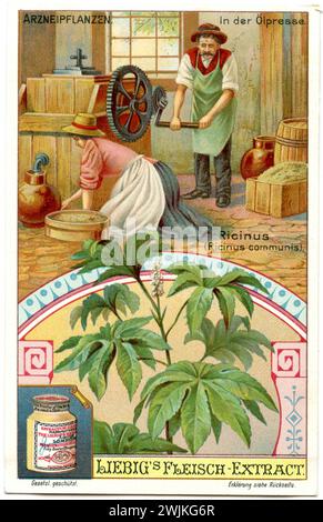 Ricinus communis, the castor bean, or castor-oil-plant, in the oil press, depicted on a Liebig picture Ricinus communis,  (, ), Rizinus, in der Ölpresse, Darstellung auf einem Liebig-Bild Stock Photo